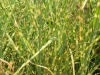 miscanthus-zebrinus