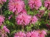 monarda-didyma-croftway-pink