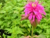 monarda-dydima-purple