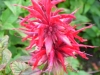 monarda-dydima-red