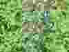 Nepeta-Six-Hills-Giant-2