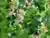 Nepeta-racemosa-Snowflake-3