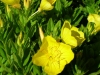 oenothera-fruticosa-tall-yellow