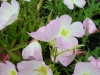 oenothera-speciosa-pink