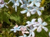 oxypetalum-caerulium