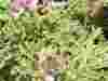 Pelargonium-Lady-Plymouth-2
