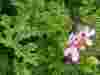 Pelargonium-quercifoliium