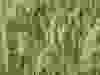 Pennisetum-orientalis-Shogun