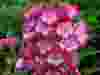 Penstemon-Amelia-Jane-2