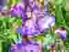 Penstemon-Czar-2