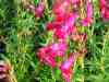 Penstemon-cherry-red-1