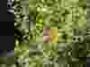 Phlomis-lanata-2
