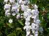 Phlox-maculata-white