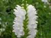 Physostegia-white-1