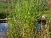 panicum-virgatum-northwind