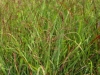 panicum-virgatum-shenandoah