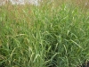 panicum-virgatum-warrior