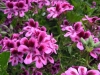 pelagonium-deep-pink-with-purple-eye