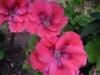 pelargonium-coral