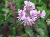 pelargonium-cordifolium-valentine