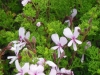pelargonium-fruticosum