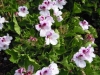 pelargonium-light-pink-with-purple-eye