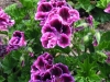 pelargonium-purple-and-black