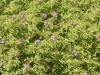 pelargonium-radens