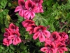pelargonium-red