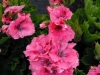 pelargonium-salmon