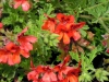 pelargonium-shottisham-pet