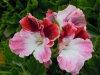 pelargonium-strawberry-sundae