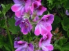 pelargonium-two-tone-pink