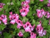 pelargonium-two-tone-salmon