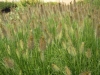 pennisetum-allopecuroides-hameln