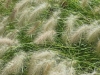 pennisetum-cream-falls