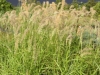 pennisetum-tall-tales