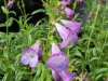 penstemon-alice-hindley
