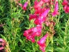 penstemon-cherry-red