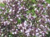 penstemon-digitalis-green-leaf