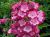 penstemon-gaby