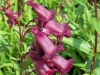 penstemon-maroon