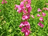 penstemon-pink