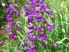 penstemon-purple