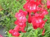 penstemon-red