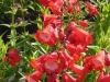 penstemon-rubicundus