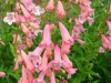 penstemon-salmon-pink