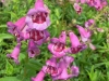 penstemon-victoria-plum