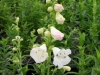 penstemon-white