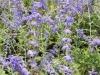 perovskia-atriplicifolia